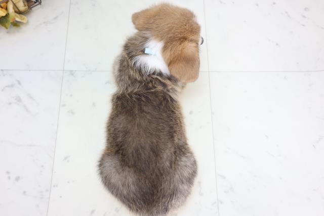 沖縄県のウェルシュコーギーペンブローク (Coo&RIKU沖縄浦添店/2025年8月28日生まれ/男の子/レッドホワイト)の子犬の4枚目の画像