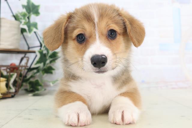 ウェルシュ・コーギー・ペンブローク