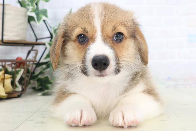 三重県のウェルシュコーギーペンブローク (Coo&RIKU四日市店/2025年8月28日生まれ/男の子/レッドホワイト)の子犬の1枚目の画像