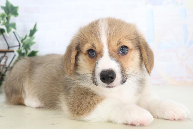 三重県のウェルシュコーギーペンブローク (Coo&RIKU四日市店/2025年8月28日生まれ/男の子/レッドホワイト)の子犬の2枚目の画像