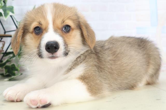 三重県のウェルシュコーギーペンブローク (Coo&RIKU四日市店/2025年8月28日生まれ/男の子/レッドホワイト)の子犬の3枚目の画像