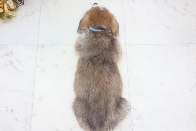 三重県のウェルシュコーギーペンブローク (Coo&RIKU四日市店/2025年8月28日生まれ/男の子/レッドホワイト)の子犬の4枚目の画像