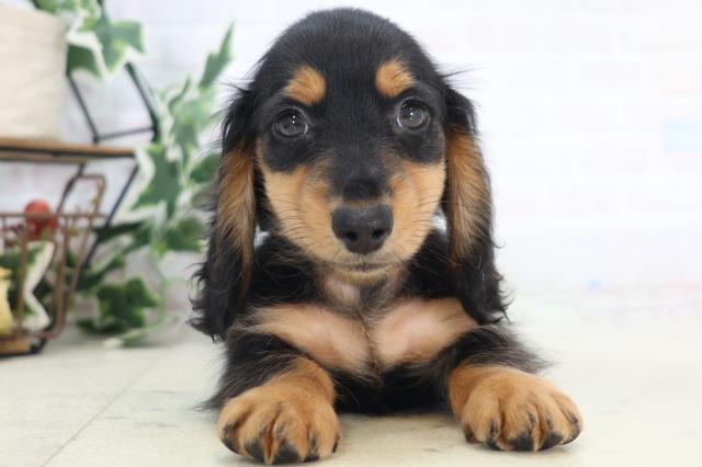 沖縄県のミニチュアダックスフンド(ロング) (Coo&RIKU沖縄浦添店/2025年8月27日生まれ/男の子/ブラックタン)の子犬