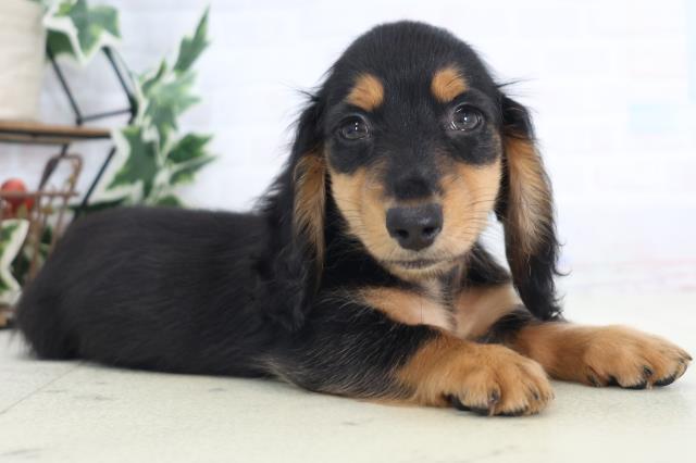 沖縄県のミニチュアダックスフンド(ロング) (Coo&RIKU沖縄浦添店/2025年8月27日生まれ/男の子/ブラックタン)の子犬の2枚目の画像