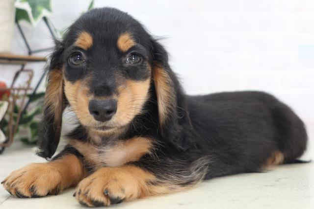 沖縄県のミニチュアダックスフンド(ロング) (Coo&RIKU沖縄浦添店/2025年8月27日生まれ/男の子/ブラックタン)の子犬の3枚目の画像