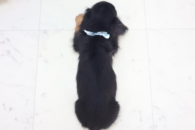 沖縄県のミニチュアダックスフンド(ロング) (Coo&RIKU沖縄浦添店/2025年8月27日生まれ/男の子/ブラックタン)の子犬の4枚目の画像