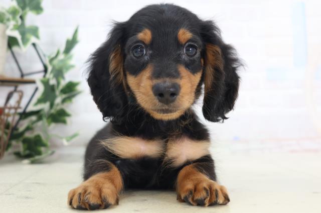 ミニチュア・ダックスフンド