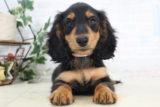 ミニチュア・ダックスフンド