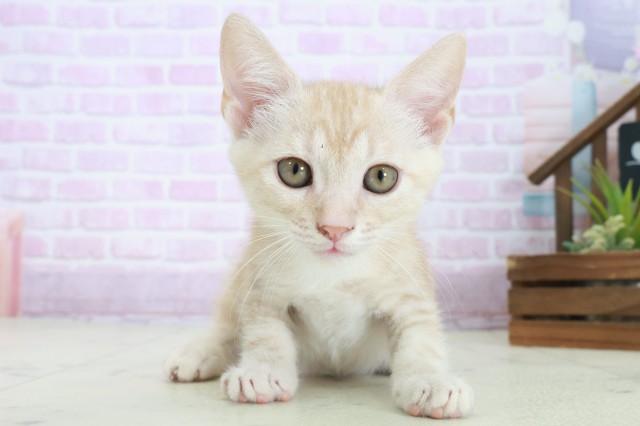 鳥取県のマンチカン (Coo&RIKUラ・ムー鳥取東店/2025年8月27日生まれ/男の子/クリームタビー)の子猫の1枚目の画像