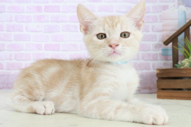 鳥取県のマンチカン (Coo&RIKUラ・ムー鳥取東店/2025年8月27日生まれ/男の子/クリームタビー)の子猫の2枚目の画像