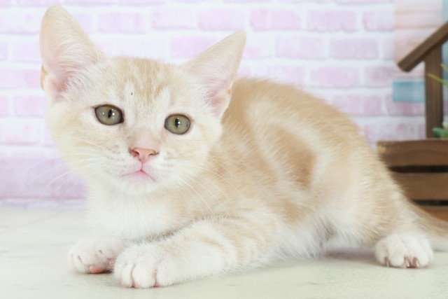 鳥取県のマンチカン (Coo&RIKUラ・ムー鳥取東店/2025年8月27日生まれ/男の子/クリームタビー)の子猫の3枚目の画像