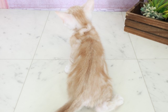 鳥取県のマンチカン (Coo&RIKUラ・ムー鳥取東店/2025年8月27日生まれ/男の子/クリームタビー)の子猫の4枚目の画像