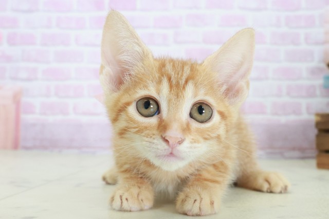 島根県のマンチカン (Coo&RIKU出雲店/2025年8月27日生まれ/女の子/レッドタビー)の子猫の1枚目の画像