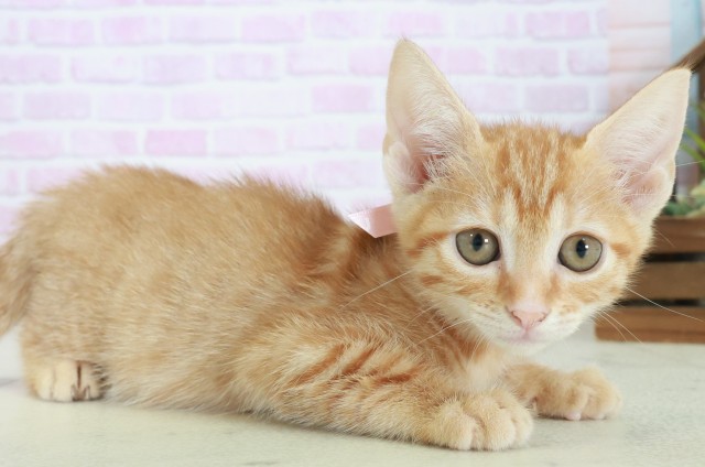 島根県のマンチカン (Coo&RIKU出雲店/2025年8月27日生まれ/女の子/レッドタビー)の子猫の2枚目の画像