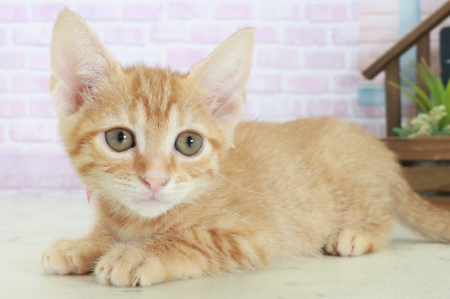 島根県のマンチカン (Coo&RIKU出雲店/2025年8月27日生まれ/女の子/レッドタビー)の子猫の3枚目の画像