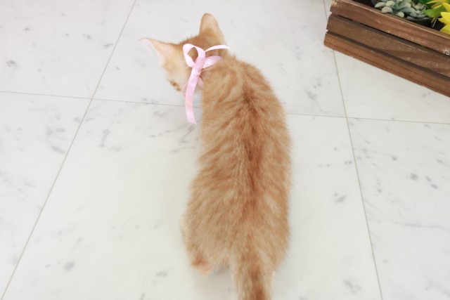 島根県のマンチカン (Coo&RIKU出雲店/2025年8月27日生まれ/女の子/レッドタビー)の子猫の4枚目の画像