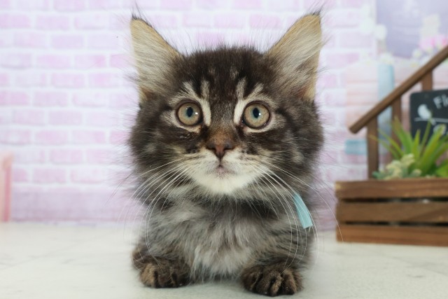 鳥取県のノルウェージャンフォレストキャット (Coo&RIKUラ・ムー鳥取東店/2025年8月14日生まれ/男の子/ブラウンタビー)の子猫の1枚目の画像