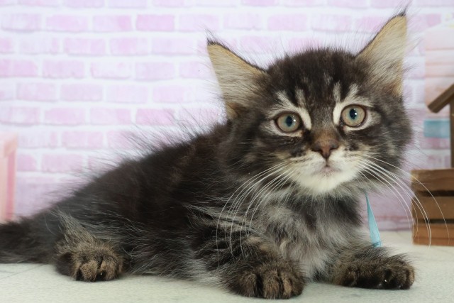 鳥取県のノルウェージャンフォレストキャット (Coo&RIKUラ・ムー鳥取東店/2025年8月14日生まれ/男の子/ブラウンタビー)の子猫の2枚目の画像