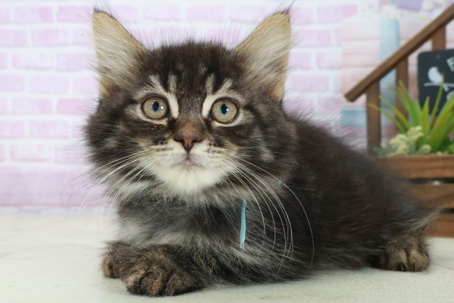 鳥取県のノルウェージャンフォレストキャット (Coo&RIKUラ・ムー鳥取東店/2025年8月14日生まれ/男の子/ブラウンタビー)の子猫の3枚目の画像