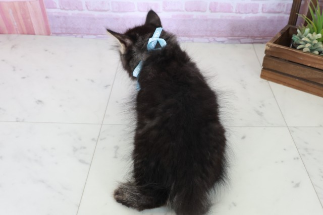 鳥取県のノルウェージャンフォレストキャット (Coo&RIKUラ・ムー鳥取東店/2025年8月14日生まれ/男の子/ブラウンタビー)の子猫の4枚目の画像