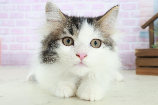 ミヌエット(長足)