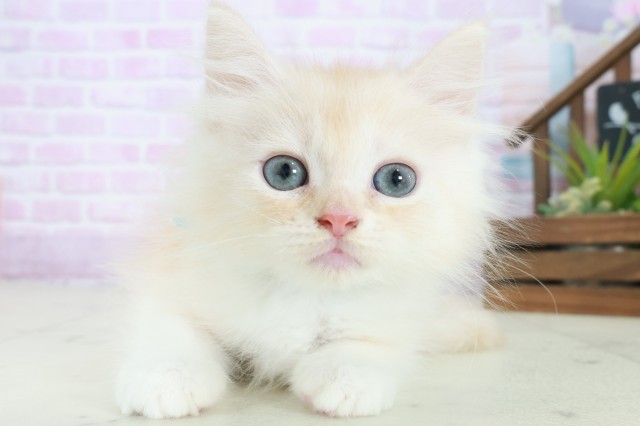 広島県のサイベリアン (Coo&RIKU広島中央店/2025年8月26日生まれ/男の子/クリームタビーホワイト)の子猫の1枚目の画像