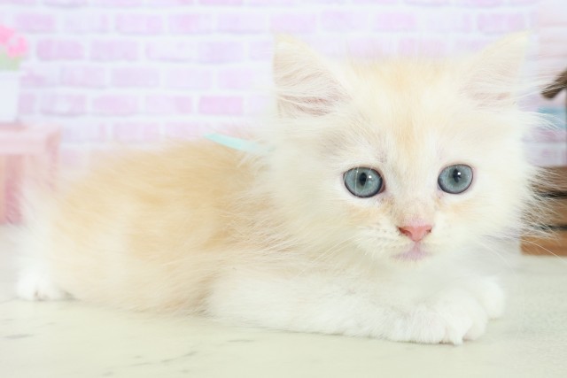 広島県のサイベリアン (Coo&RIKU広島中央店/2025年8月26日生まれ/男の子/クリームタビーホワイト)の子猫の2枚目の画像