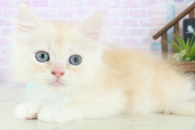 広島県のサイベリアン (Coo&RIKU広島中央店/2025年8月26日生まれ/男の子/クリームタビーホワイト)の子猫の3枚目の画像