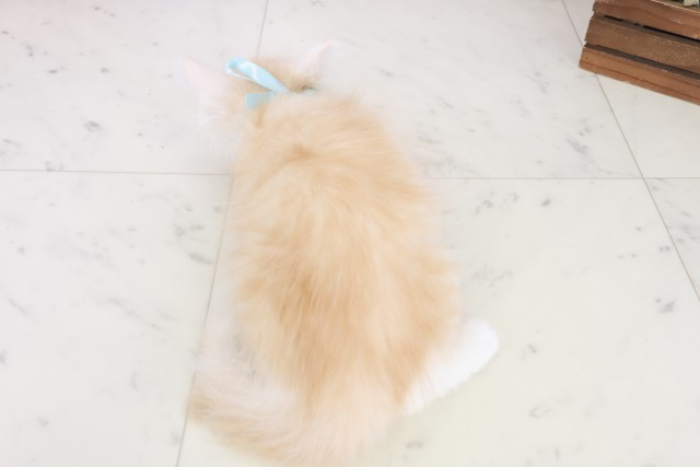 広島県のサイベリアン (Coo&RIKU広島中央店/2025年8月26日生まれ/男の子/クリームタビーホワイト)の子猫の4枚目の画像