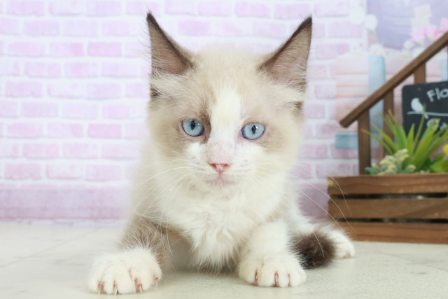 福岡県のラグドール (Coo&RIKUゆめタウン飯塚店/2025年8月16日生まれ/女の子/シールポイントバイカラー)の子猫の1枚目の画像