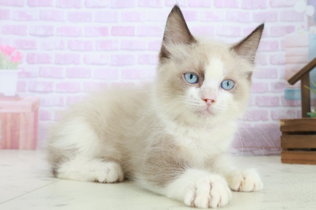 福岡県のラグドール (Coo&RIKUゆめタウン飯塚店/2025年8月16日生まれ/女の子/シールポイントバイカラー)の子猫の2枚目の画像