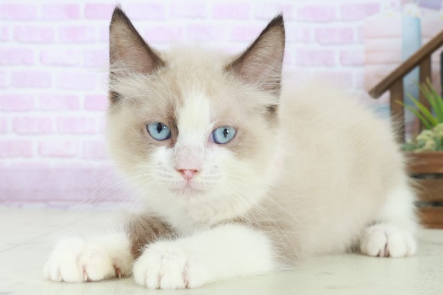 福岡県のラグドール (Coo&RIKUゆめタウン飯塚店/2025年8月16日生まれ/女の子/シールポイントバイカラー)の子猫の3枚目の画像