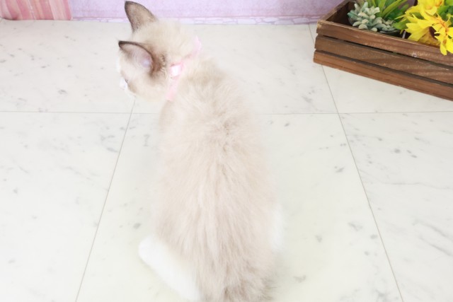 福岡県のラグドール (Coo&RIKUゆめタウン飯塚店/2025年8月16日生まれ/女の子/シールポイントバイカラー)の子猫の4枚目の画像