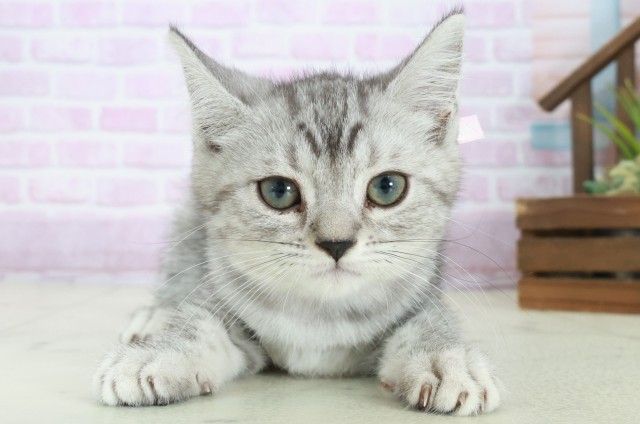 マンチカン(長足)