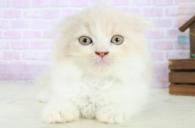 福岡県のスコティッシュフォールド (Coo&RIKUゆめタウン飯塚店/2025年8月15日生まれ/男の子/クリームタビーホワイト)の子猫の1枚目の画像