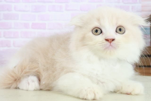 福岡県のスコティッシュフォールド (Coo&RIKUゆめタウン飯塚店/2025年8月15日生まれ/男の子/クリームタビーホワイト)の子猫の2枚目の画像