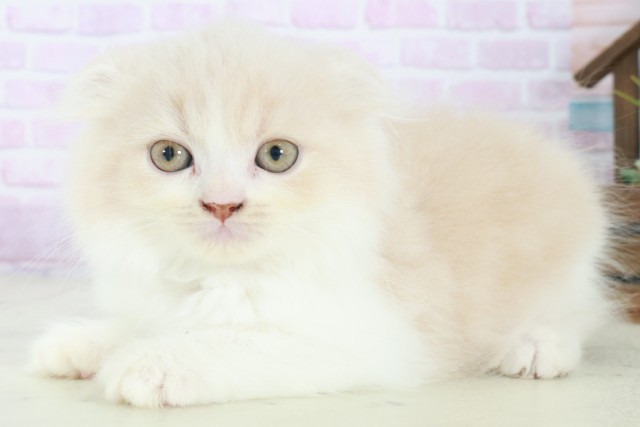 福岡県のスコティッシュフォールド (Coo&RIKUゆめタウン飯塚店/2025年8月15日生まれ/男の子/クリームタビーホワイト)の子猫の3枚目の画像