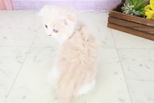 福岡県のスコティッシュフォールド (Coo&RIKUゆめタウン飯塚店/2025年8月15日生まれ/男の子/クリームタビーホワイト)の子猫の4枚目の画像