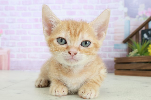 高知県のマンチカン (Coo&RIKU高知御座店/2025年8月18日生まれ/男の子/レッドタビー)の子猫の1枚目の画像