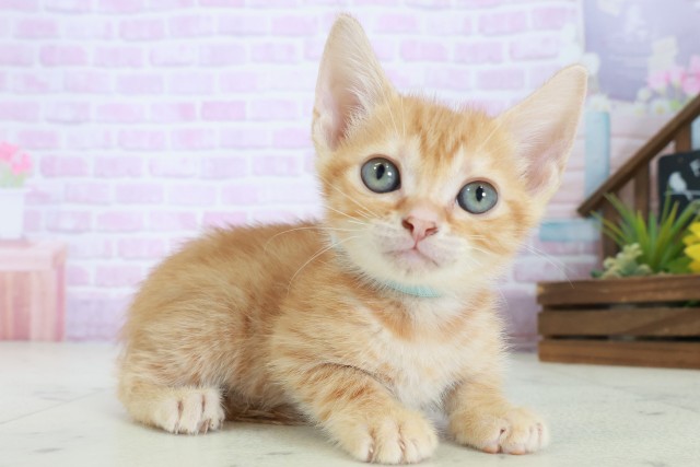 高知県のマンチカン (Coo&RIKU高知御座店/2025年8月18日生まれ/男の子/レッドタビー)の子猫の2枚目の画像