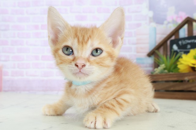 高知県のマンチカン (Coo&RIKU高知御座店/2025年8月18日生まれ/男の子/レッドタビー)の子猫の3枚目の画像