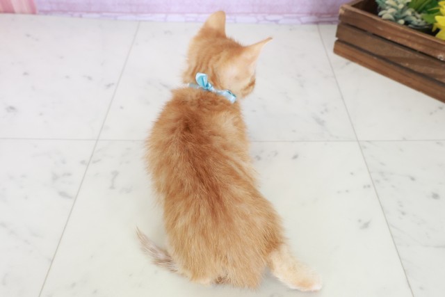 高知県のマンチカン (Coo&RIKU高知御座店/2025年8月18日生まれ/男の子/レッドタビー)の子猫の4枚目の画像