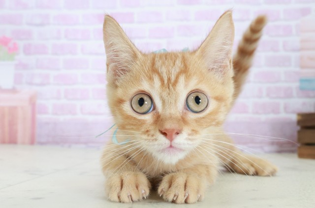 マンチカン（長足）