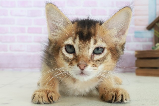 徳島県のソマリ (Coo&RIKU徳島店/2025年8月29日生まれ/男の子/レッド)の子猫