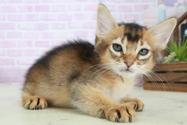 2025年8月29日生まれのソマリの2枚目の写真