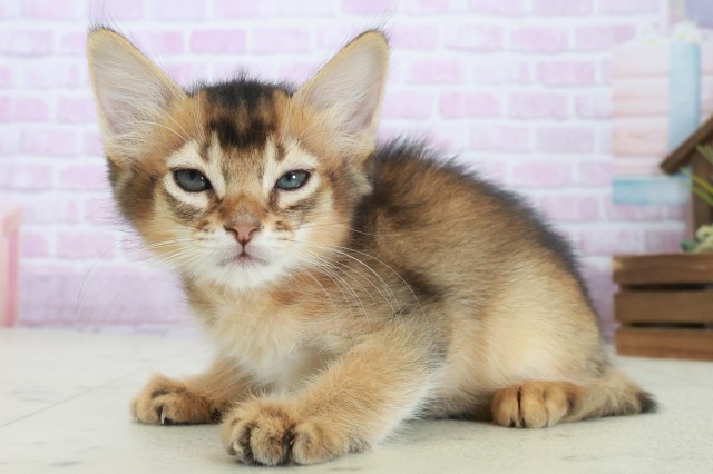 2025年8月29日生まれのソマリの3枚目の写真