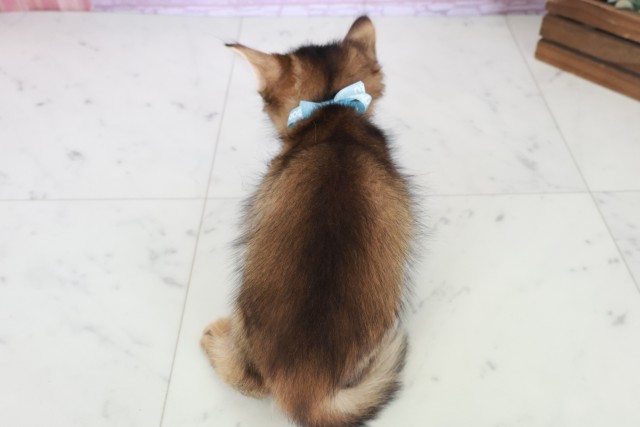 2025年8月29日生まれのソマリの4枚目の写真