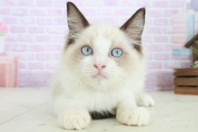 愛媛県のラグドール (Coo&RIKU大洲店/2025年8月3日生まれ/女の子/シールポイントバイカラー)の子猫の1枚目の画像