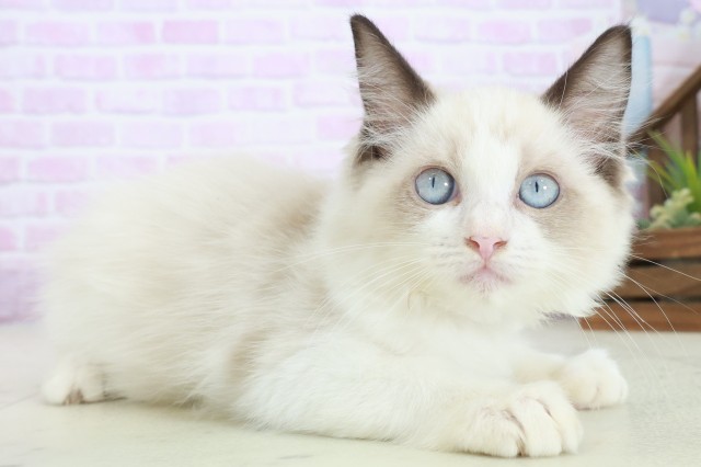 愛媛県のラグドール (Coo&RIKU大洲店/2025年8月3日生まれ/女の子/シールポイントバイカラー)の子猫の2枚目の画像