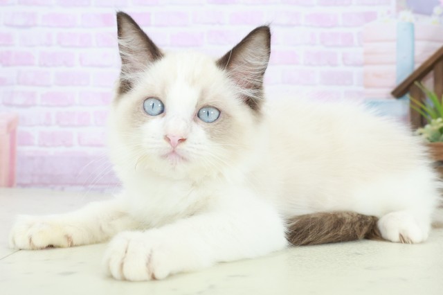 愛媛県のラグドール (Coo&RIKU大洲店/2025年8月3日生まれ/女の子/シールポイントバイカラー)の子猫の3枚目の画像